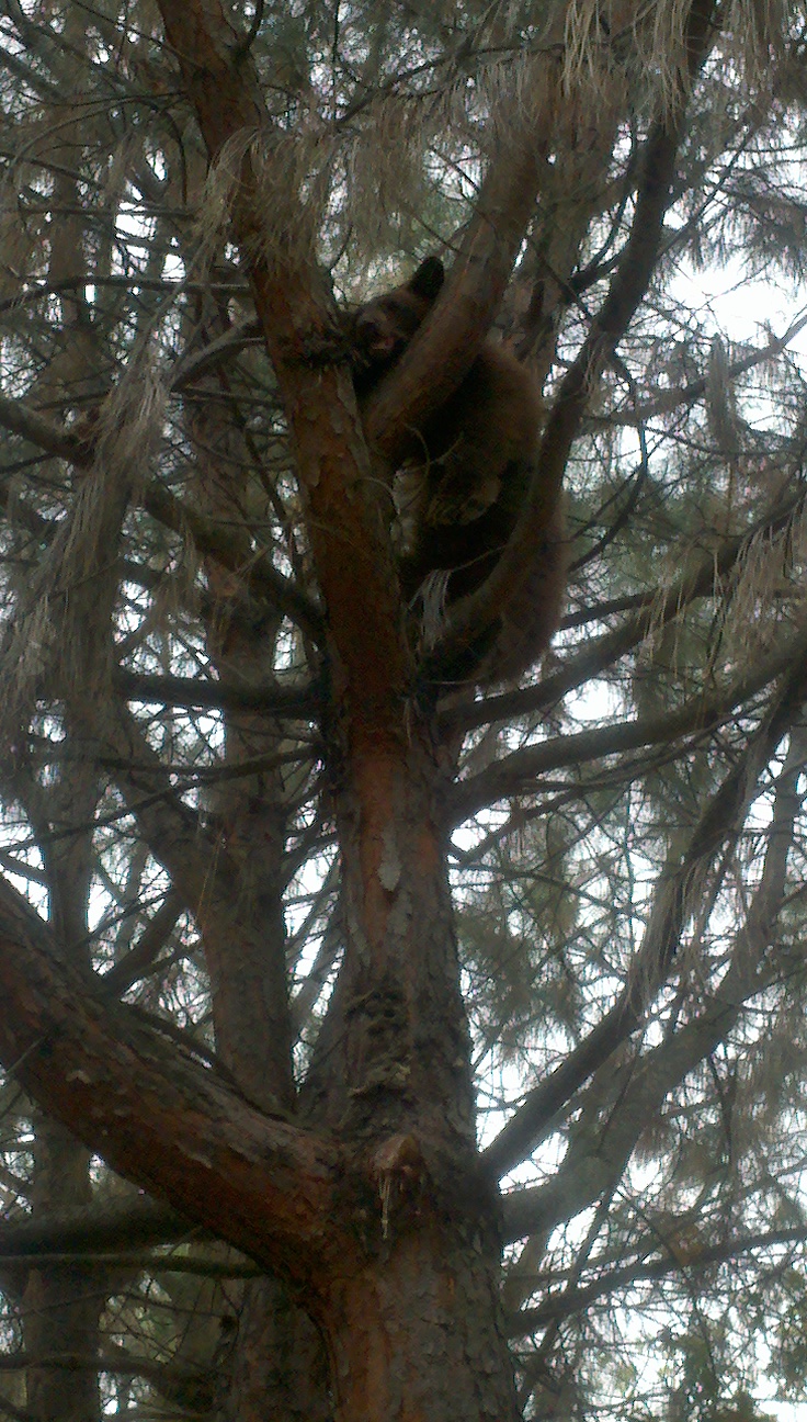 bear