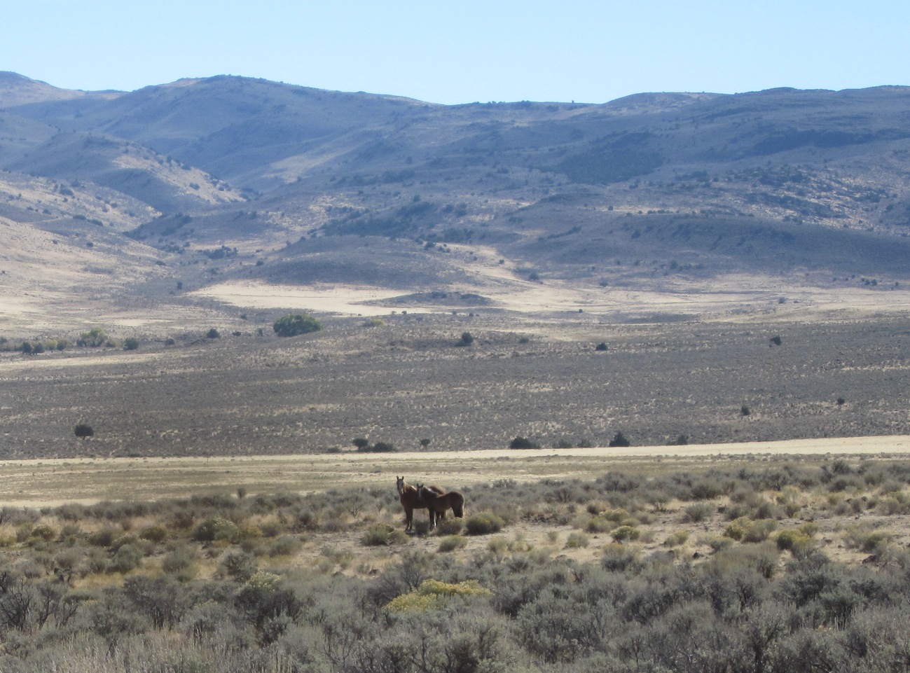 wild horses