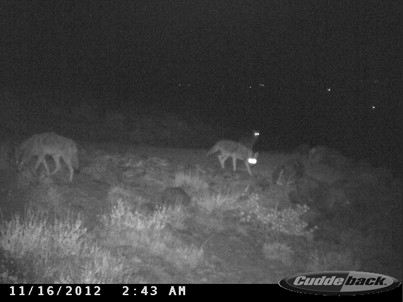 coyotes