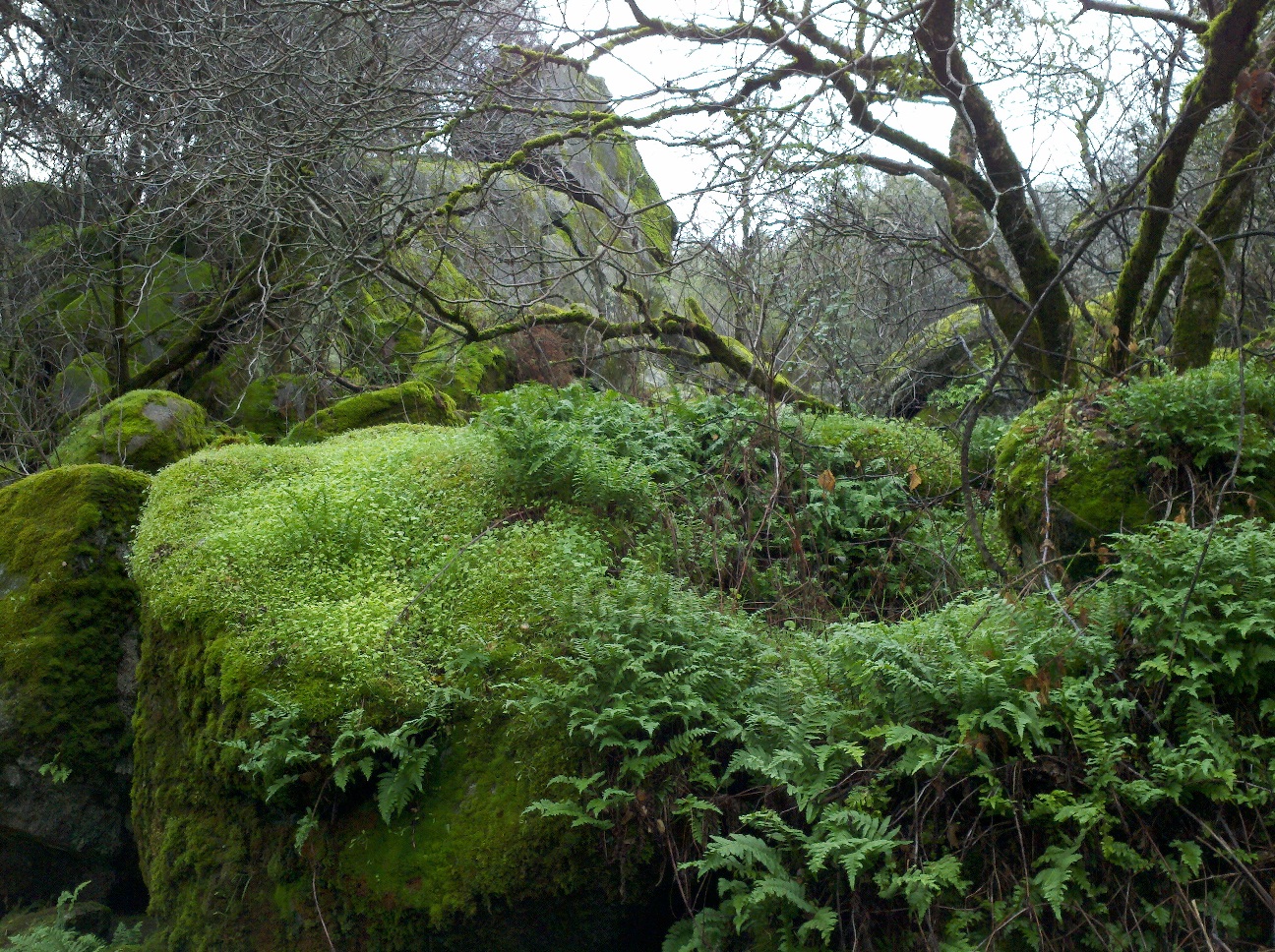 ferns